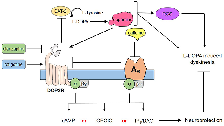 How Does Dopamine Contribute To Caffeine Dependence?