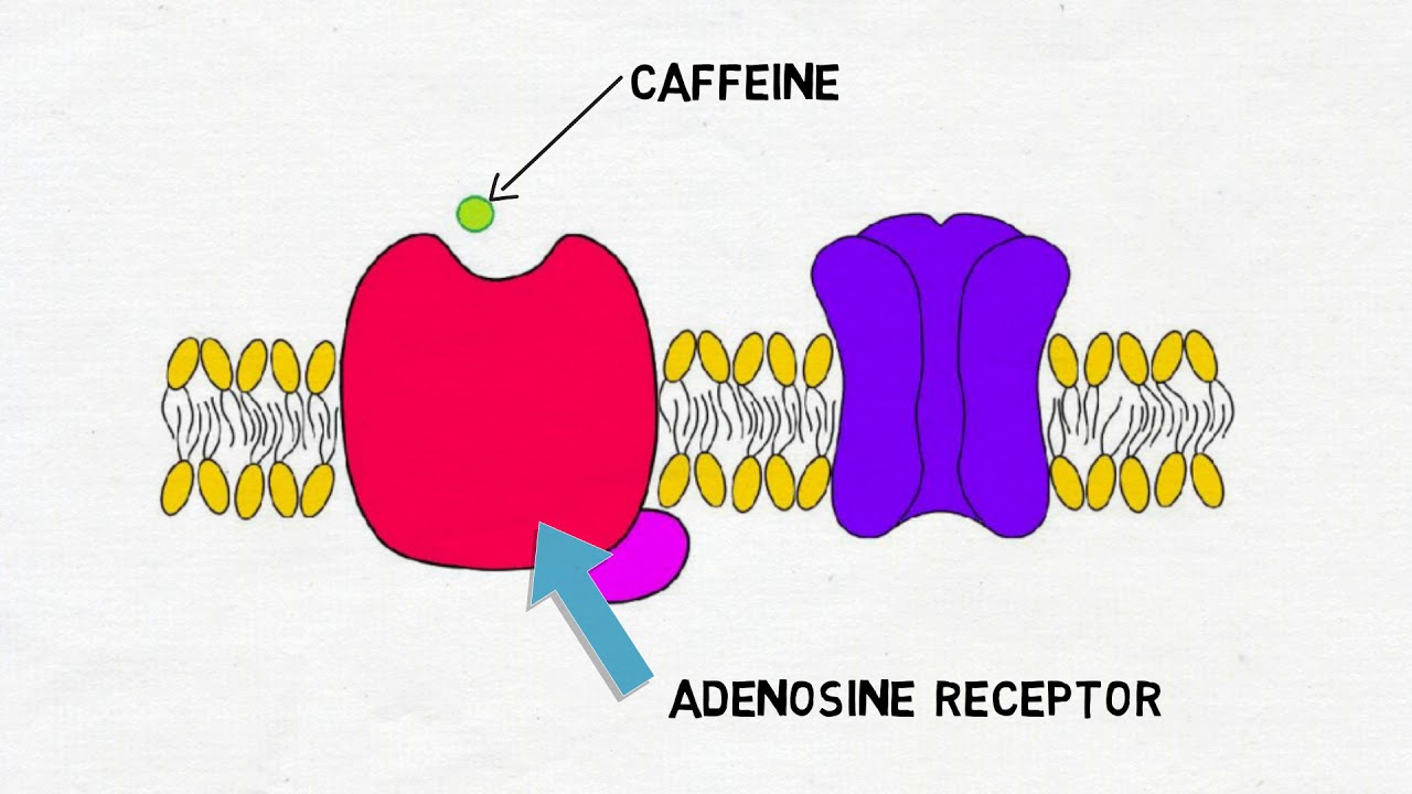 How Does Caffeine Block Adenosine?