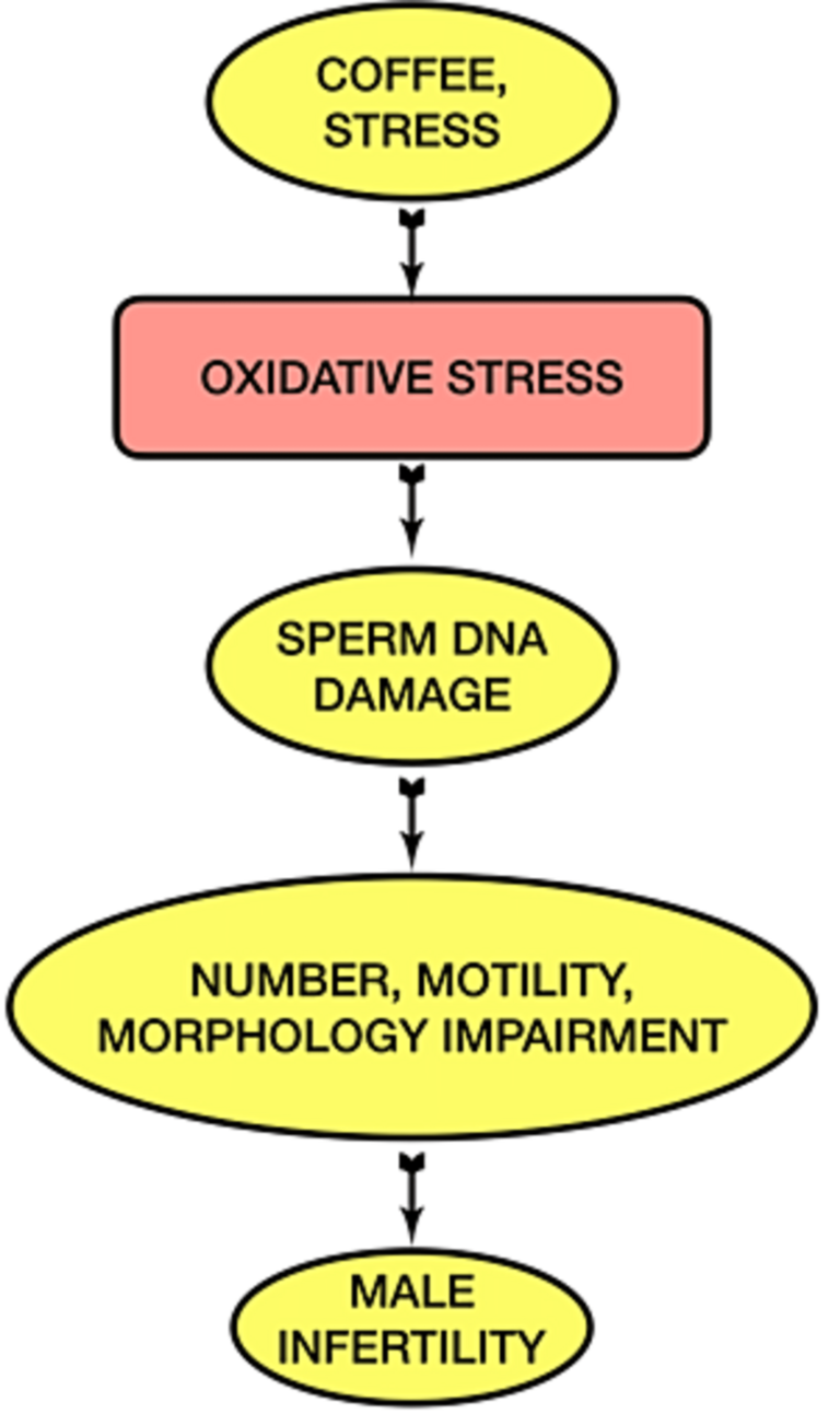 Can Caffeine Cause Infertility In Males ?