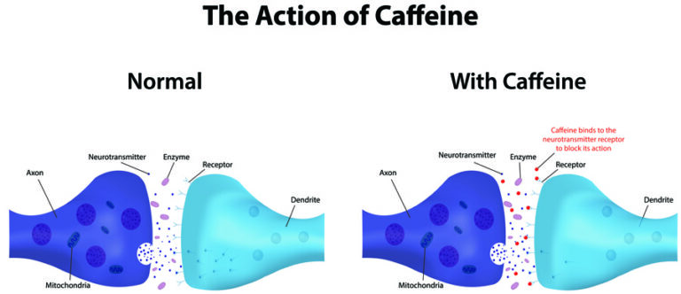 Can Caffeine Harm The Intestinal Lining?